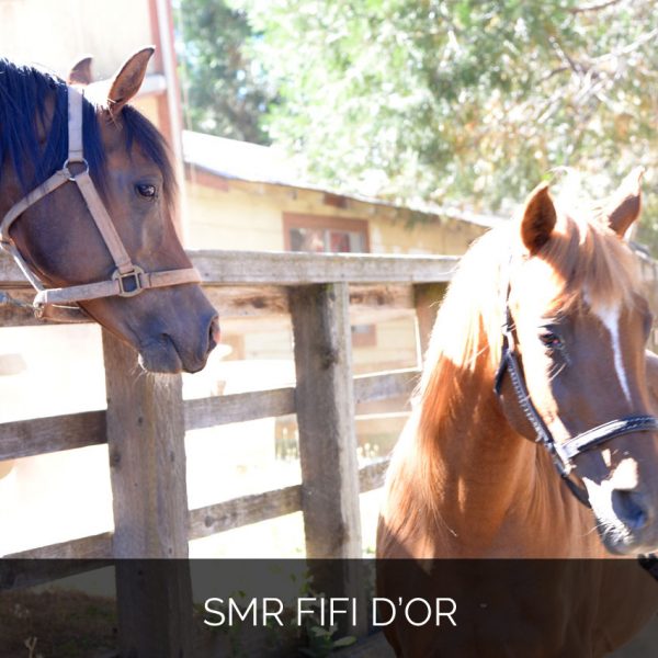 SMR Fifi d’Or