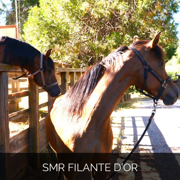 SMR Filante dâ€™Or