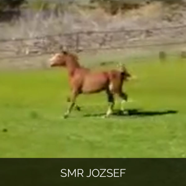 SMR Jozsef