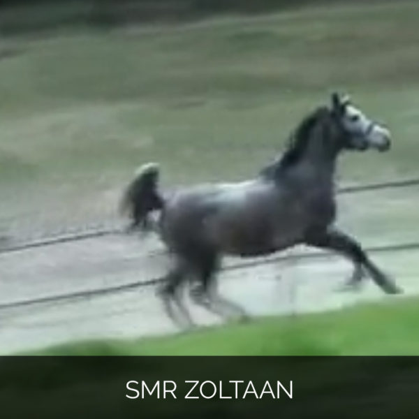 SMR Zoltaan